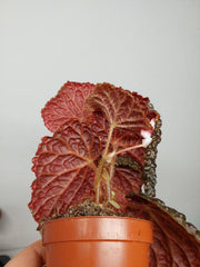 Sad Plants