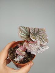 Sad Plants
