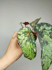 Sad Plants