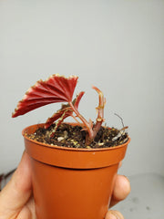 Sad Plants