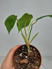 Sad Plants
