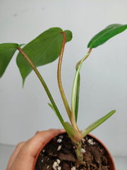 Sad Plants