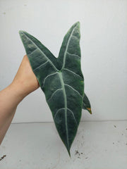 Sad Plants