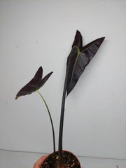 Sad Plants
