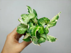 Syngonium Starlite T25