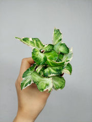 Syngonium Starlite T25