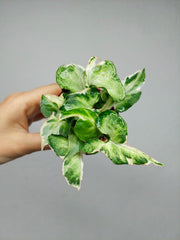 Syngonium Starlite T25