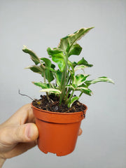 Syngonium Starlite T25