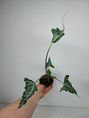 Sad Plants