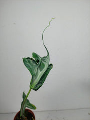 Sad Plants