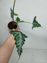 Sad Plants