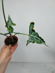 Sad Plants