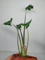 Sad Plants