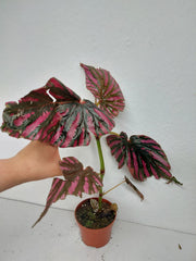 Sad Plants