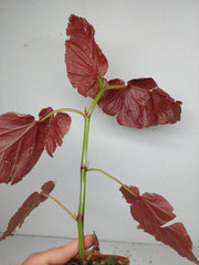 Sad Plants