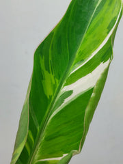 Musa Nono Tricolor