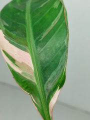 Musa Nono Tricolor
