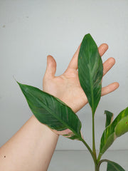 Musa Nono Tricolor