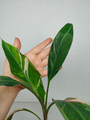 Musa Nono Tricolor