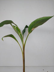 Musa Nono Tricolor