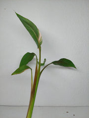 Musa Nono Tricolor