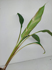 Musa Nono Tricolor