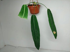 Anthurium Pallidiflorum