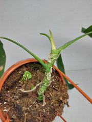Anthurium Pallidiflorum