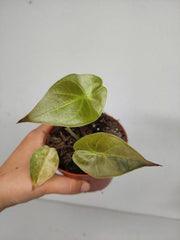 Sad Plants