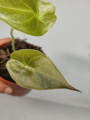 Sad Plants