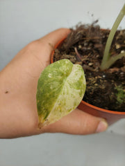 Sad Plants