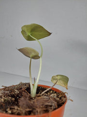Sad Plants
