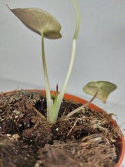 Sad Plants