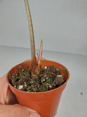 Sad Plants