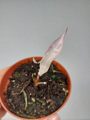 Sad Plants