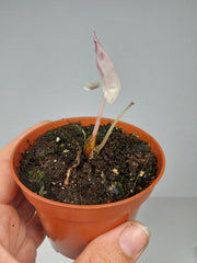 Sad Plants