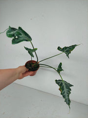 Sad Plants