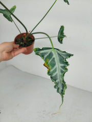 Sad Plants