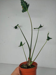 Sad Plants