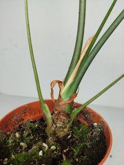 Sad Plants