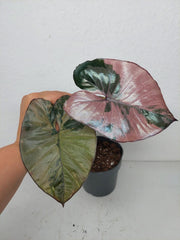 Sad Plants