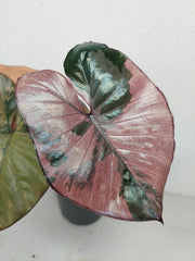 Sad Plants
