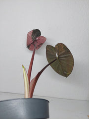 Sad Plants
