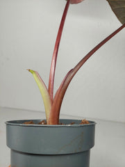 Sad Plants