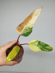 Sad Plants