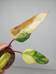 Sad Plants