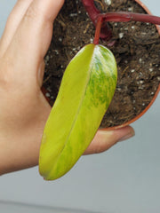Sad Plants