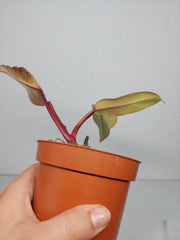 Sad Plants