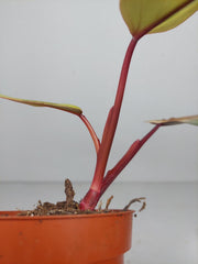 Sad Plants