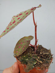 Sad Plants